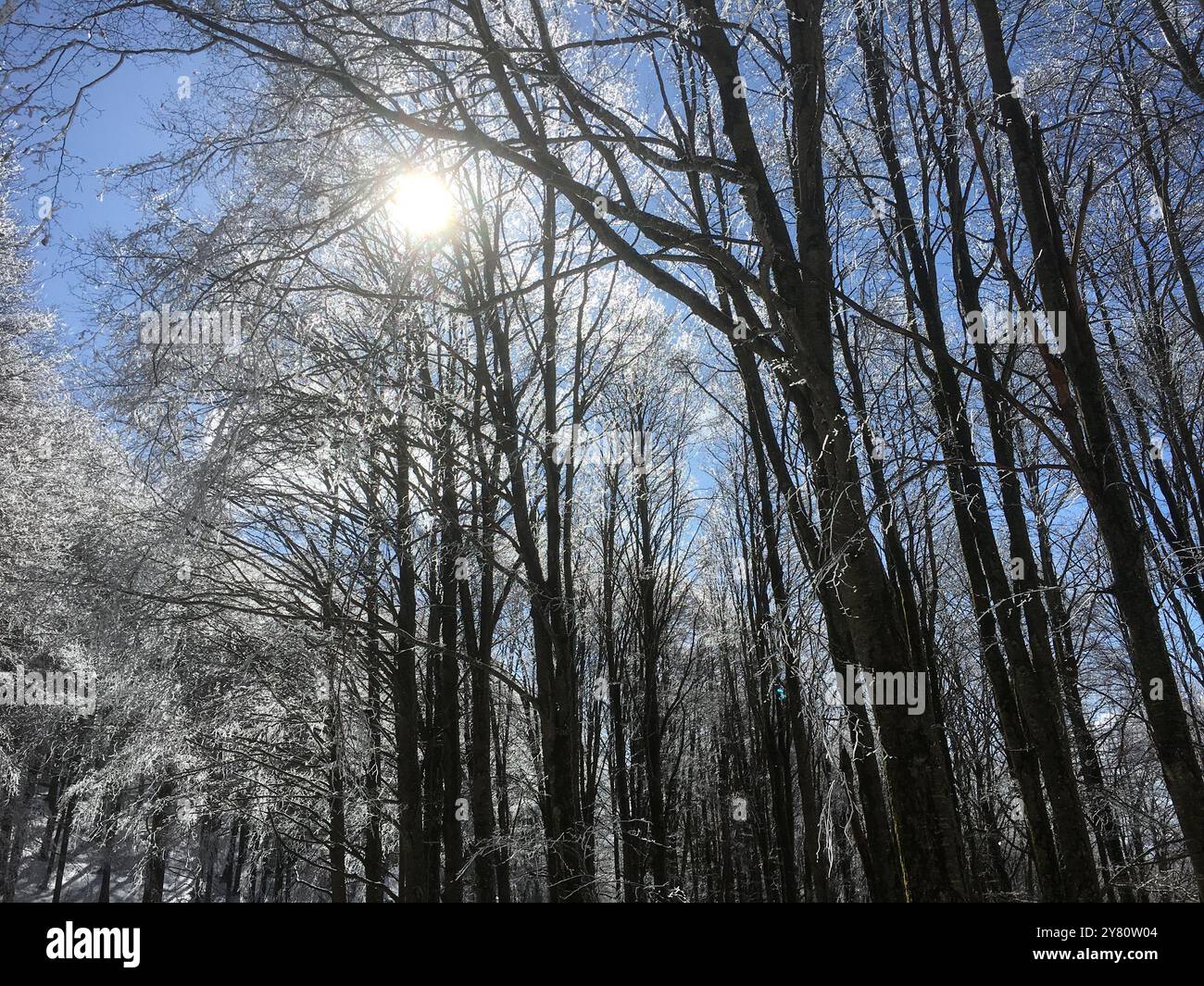 Verschneite Wälder mit Sonnenbäumen Stockfoto