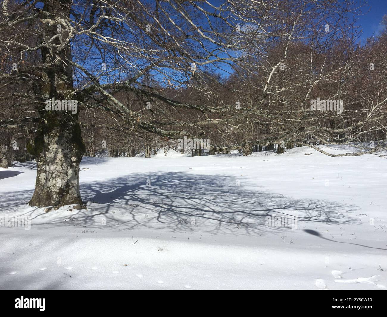 Verschneite Wälder mit Sonnenbäumen Stockfoto