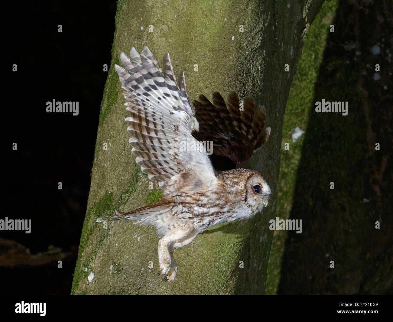 Tawny-Eule (Strix aluco), Erwachsener, der aus einem Nistkasten fliegt, nachdem er seinem Küken in einem Nistkasten Beute gebracht hat, Wiltshire Garden, Großbritannien, Mai. Stockfoto