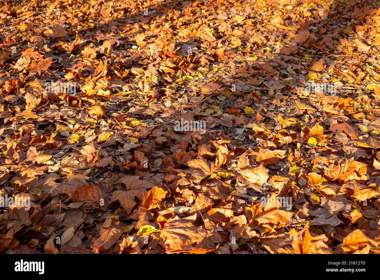 Blick auf einen Park im Herbst mit dem Boden, der mit gefallenen Blättern von den Bäumen bedeckt ist. Stockfoto