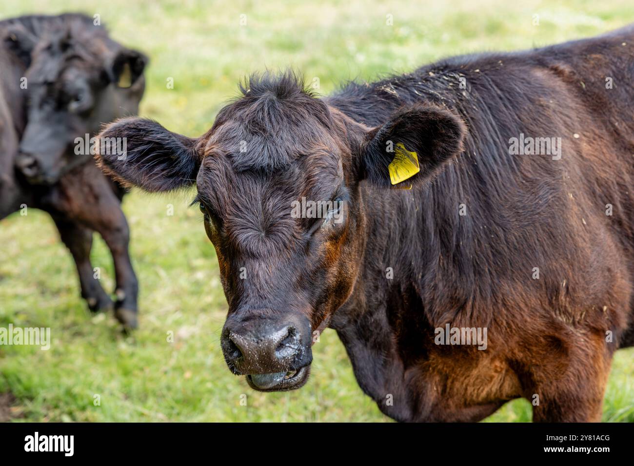 Nahaufnahme einer schwarz-braunen Kuh mit markiertem Ohr auf einem grasbewachsenen Feld, begleitet von einer anderen Kuh. Stockfoto
