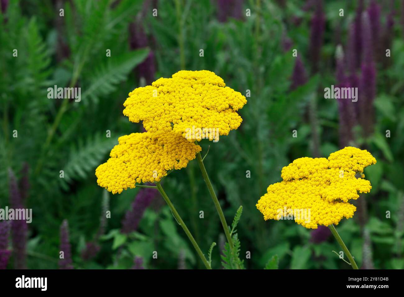 Achillea Filipendulina 'Coronation Gold' Blumen. Stockfoto