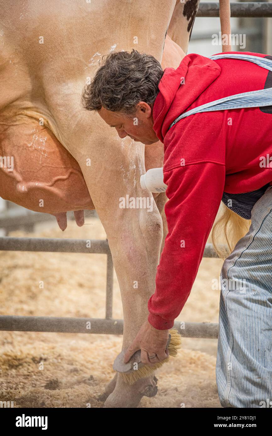 Bath and West Showground, Shepton Mallet, Großbritannien, 2. Oktober 2024. Die Tierführer bereiten ihre Tiere auf den Schauring der jährlichen Dairy Show vor. Die Show unterstützt seit 40 Jahren British Agriculture und begrüßt über 6.000 Besucher. Die Show zeigt lokale, nationale und globale Unternehmen, die ein wichtiges landwirtschaftliches Publikum erreichen möchten. John Rose/Alamy Live News Stockfoto