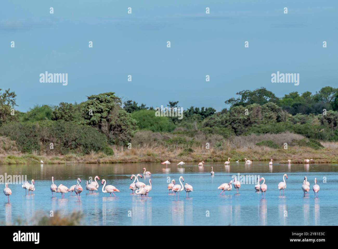 Eine große Gruppe rosafarbener Flamingos im Baiocca-Teich, Masainas, Italien Stockfoto