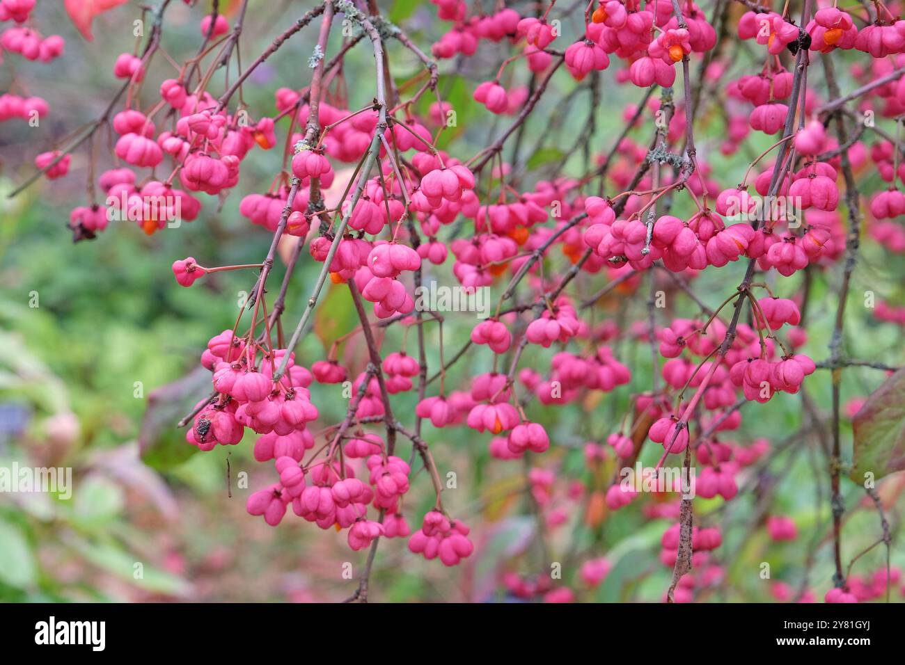 Die roten Beeren von Euonymus europaeus „Red Cascade“ oder Spindelbaum im Herbst. Stockfoto