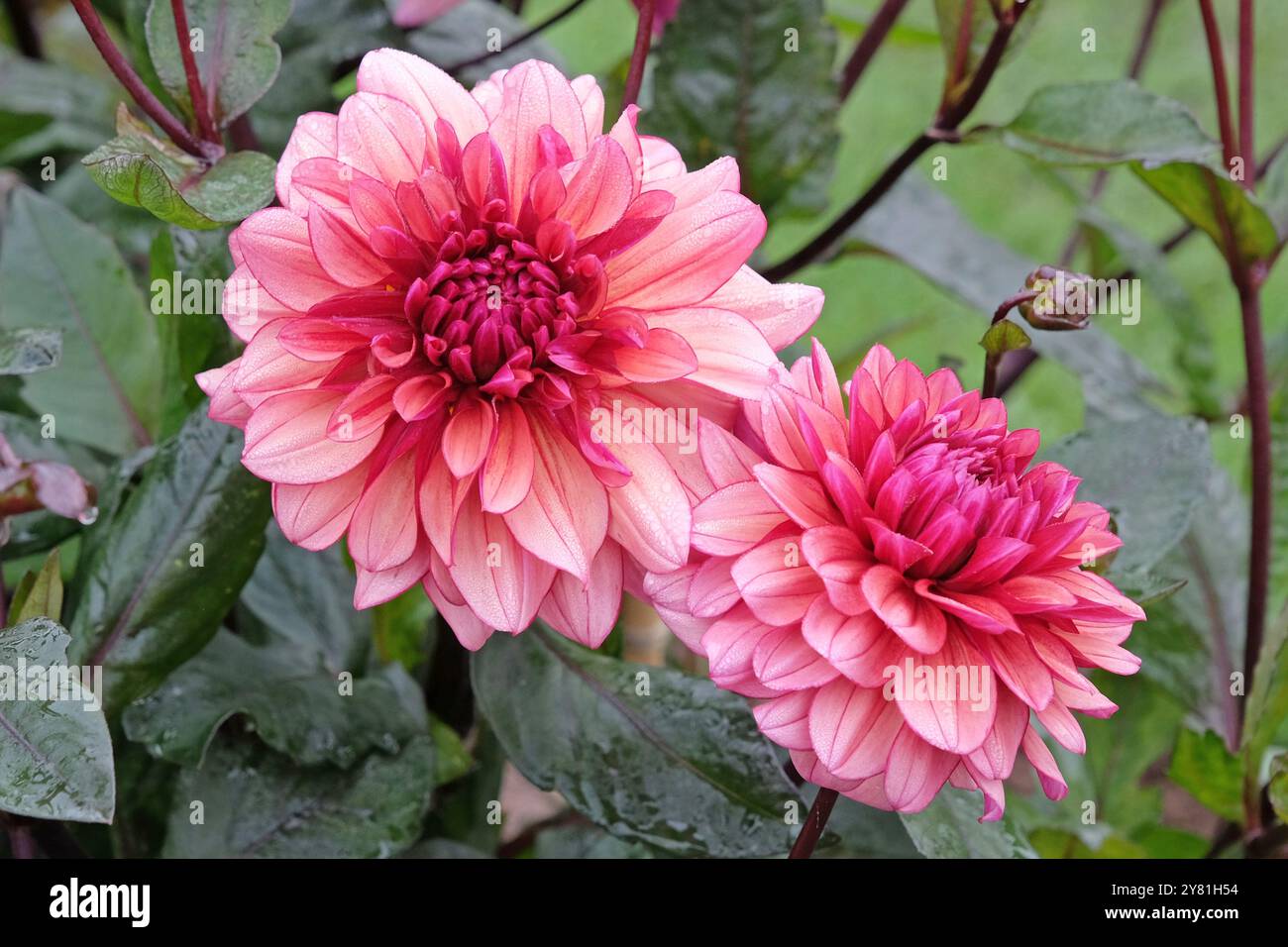Dunkel rosa dekorative Dahlien „Night Silence“ in Blüte. Stockfoto
