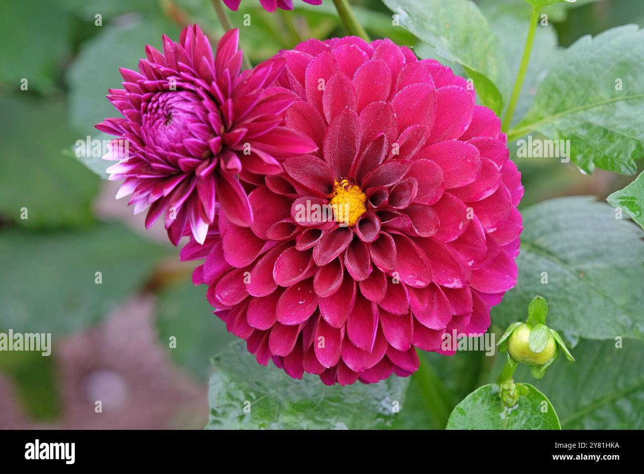 Lila dekorative Kugel Dahlia „Black Lars“ in Blüte Stockfoto