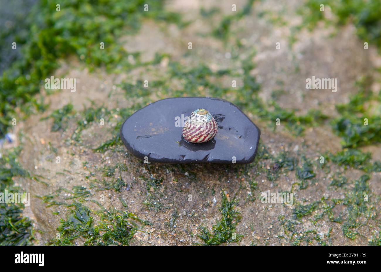 Steromphala umbilicalis oder die flache Oberschale. Display über rundlichem Kieselstein Stockfoto