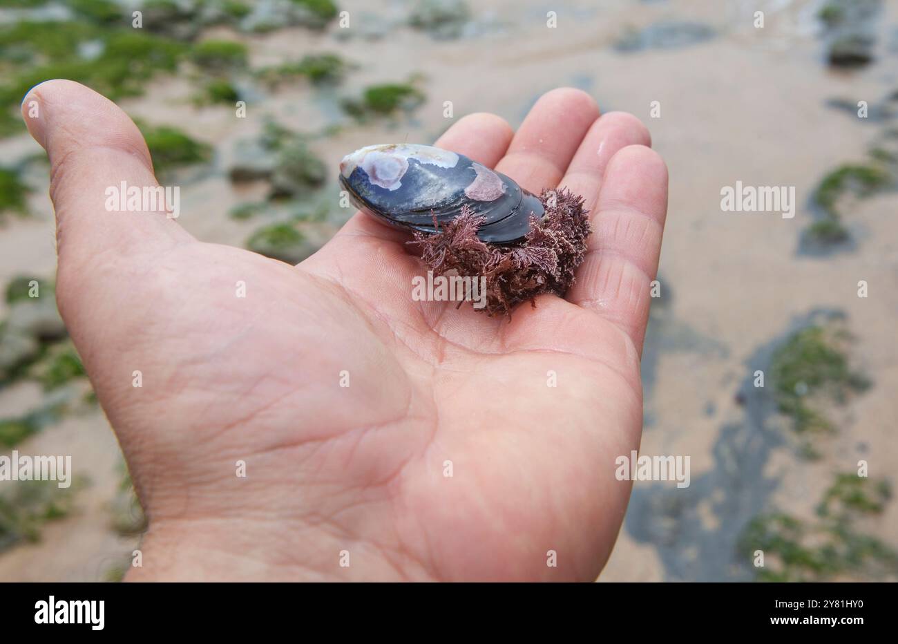 Muschel mit Algen über meiner Hand. Magoito Beach, Sao Joao das Lampa, Portugal Stockfoto