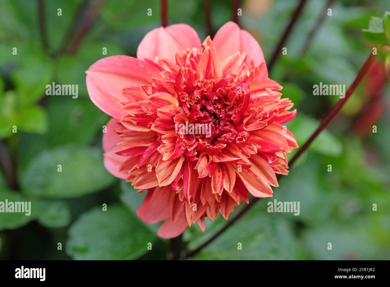 Korallenrosa und orange Anemone Dahlia „Adam’s Choice“ in Blüte. Stockfoto