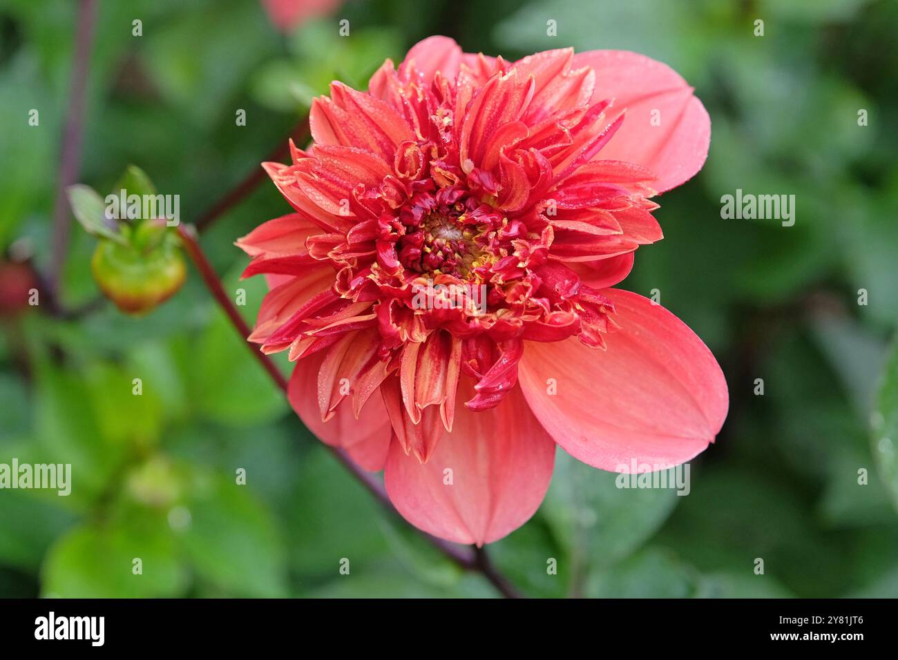 Korallenrosa und orange Anemone Dahlia „Adam’s Choice“ in Blüte. Stockfoto