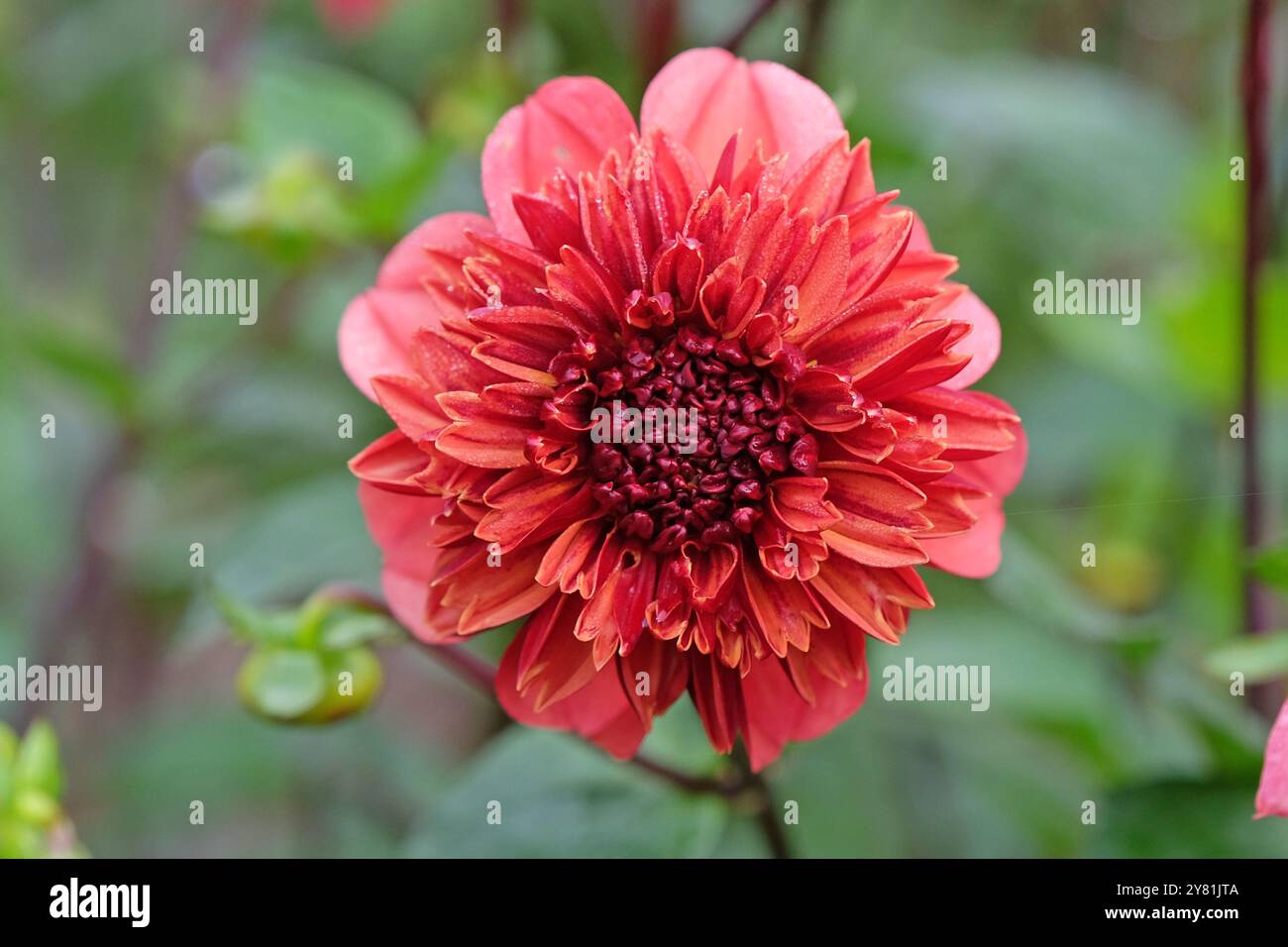 Korallenrosa und orange Anemone Dahlia „Adam’s Choice“ in Blüte. Stockfoto