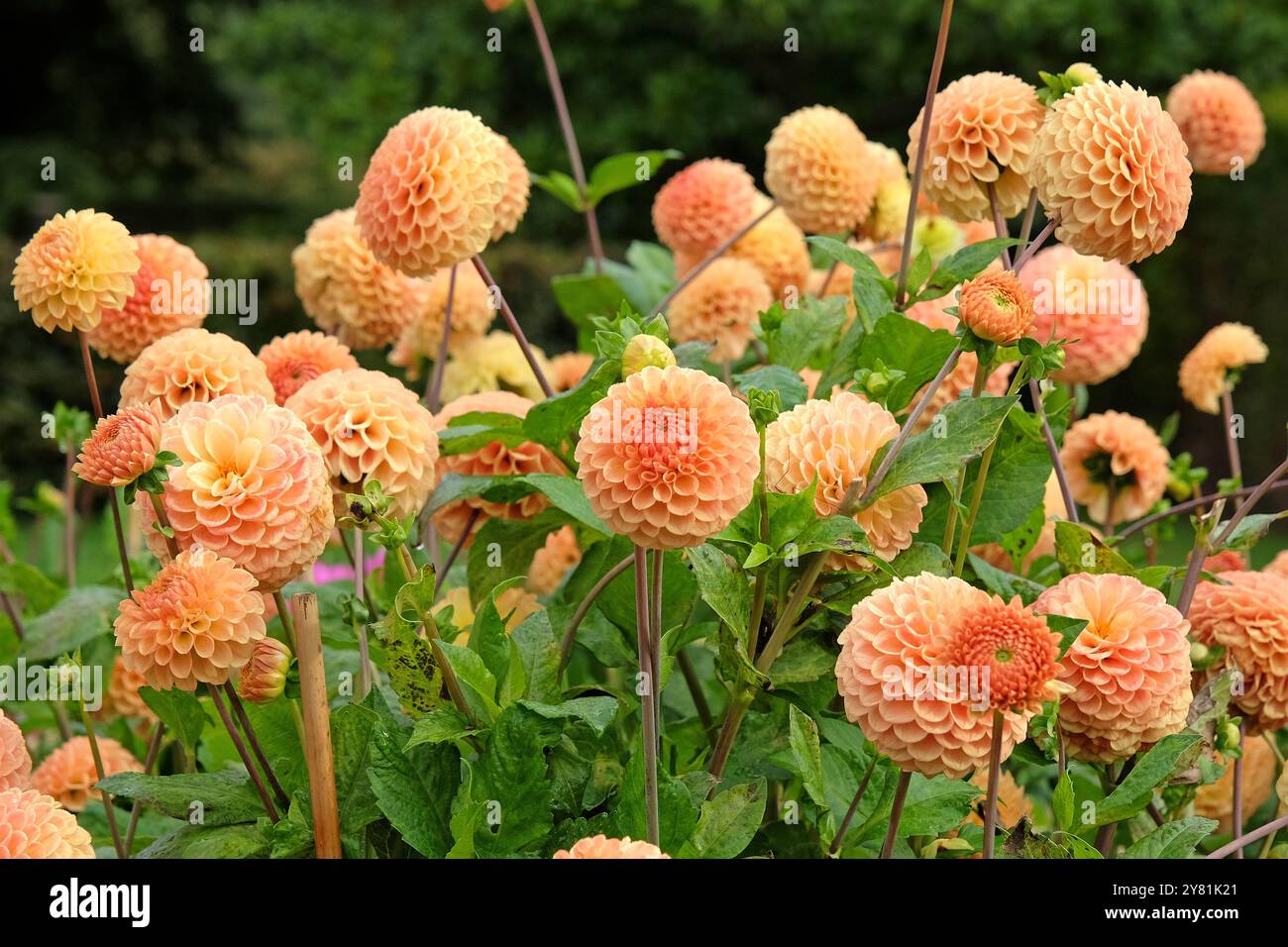 Pfirsichgelbe Zierkugel Dahlia „Ryecroft Jill“ in Blüte. Stockfoto