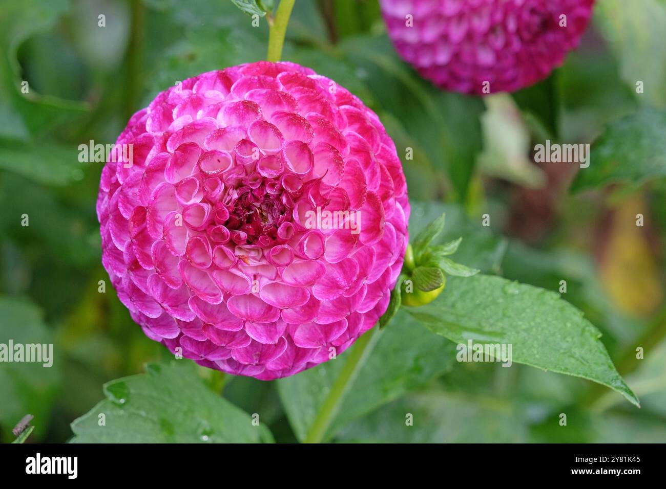 Violette und weiße Pompon-Dahlien „Downham Peggy“ in Blüte. Stockfoto
