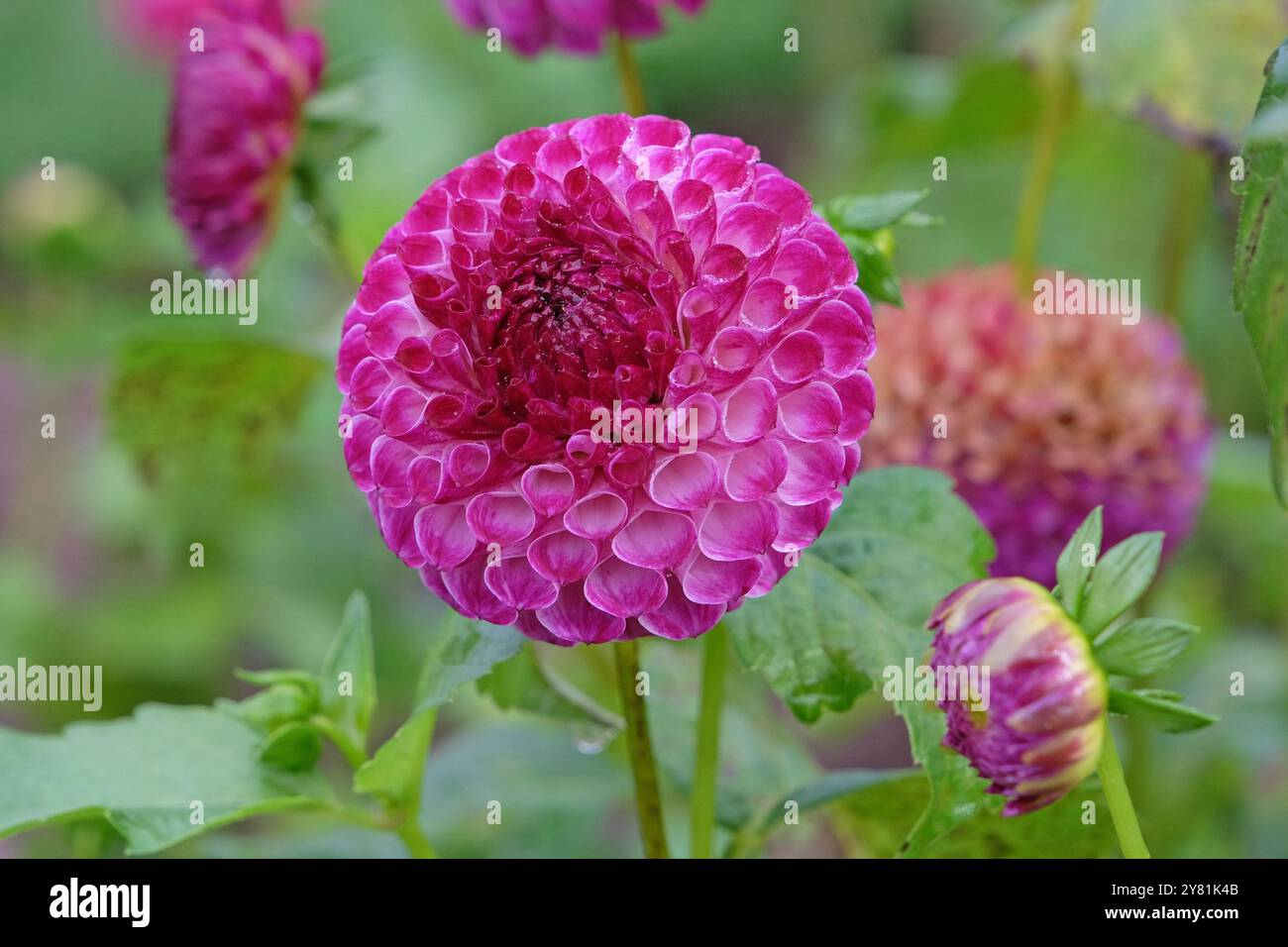 Violette und weiße Pompon-Dahlien „Downham Peggy“ in Blüte. Stockfoto