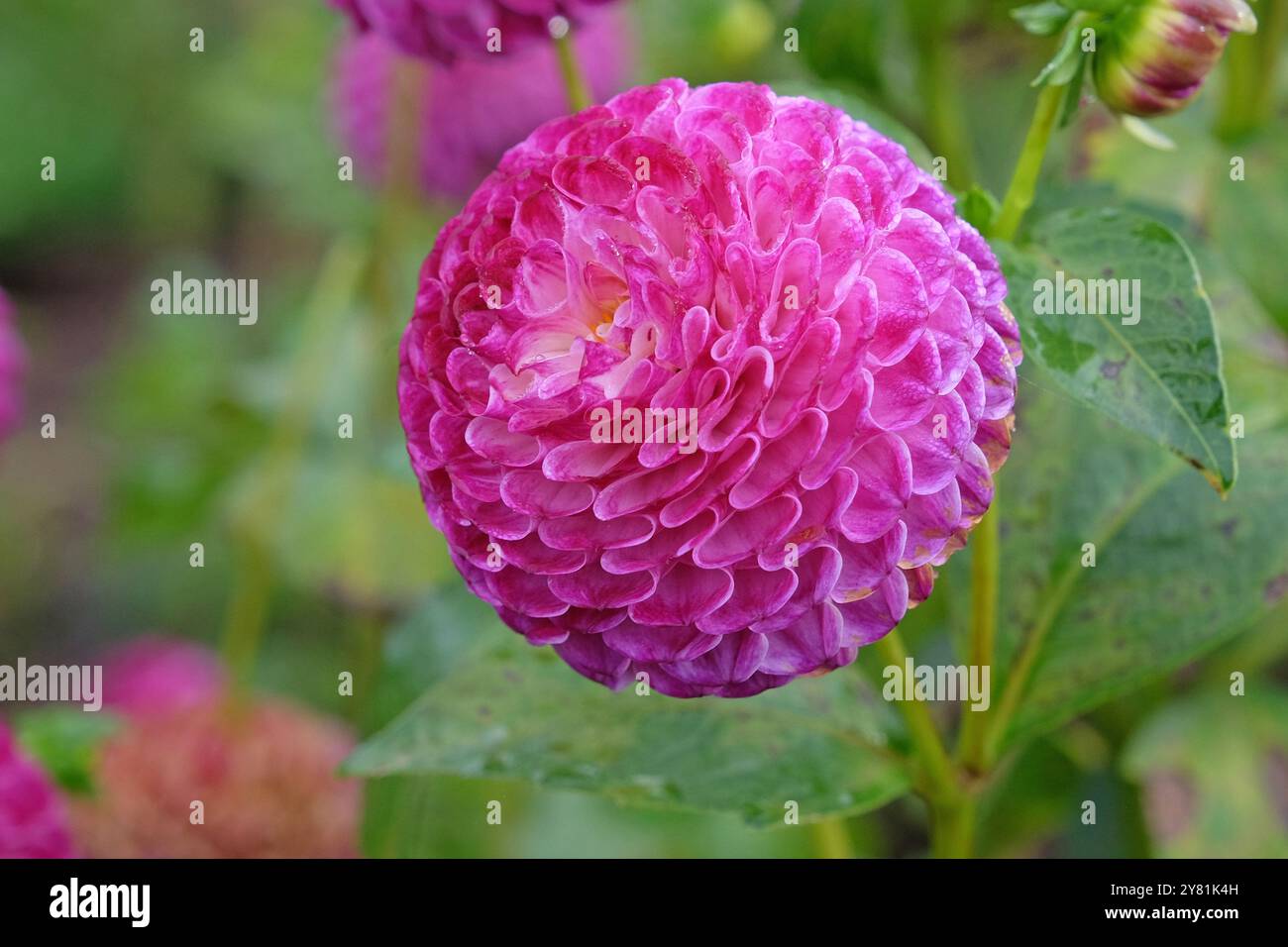Violette und weiße Pompon-Dahlien „Downham Peggy“ in Blüte. Stockfoto
