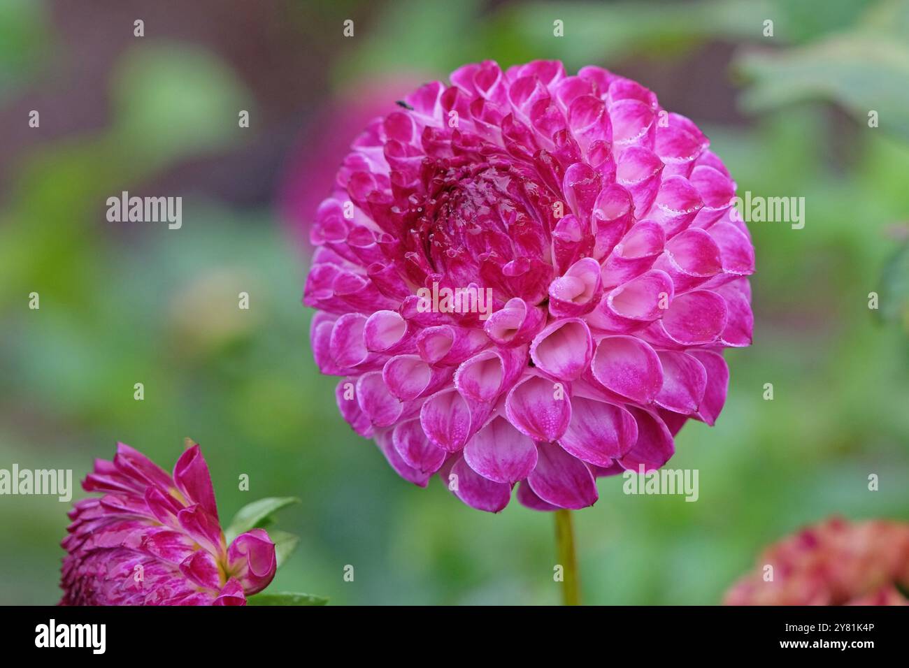 Violette und weiße Pompon-Dahlien „Downham Peggy“ in Blüte. Stockfoto
