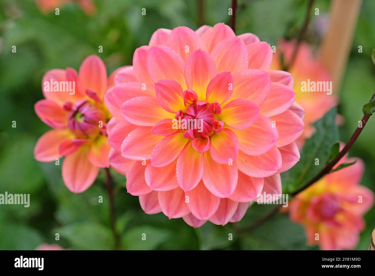 Dekorative Dahlien in Lachsrosa und gelber Seerose „Pacific View“ in Blüte. Stockfoto