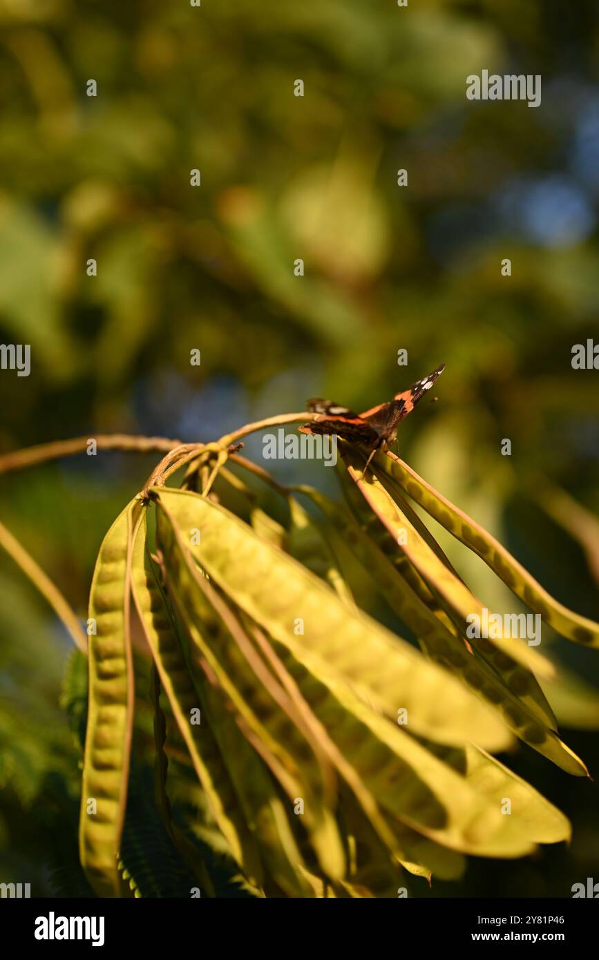 Goldenes Sonnenlicht beleuchtet grüne und gelbe Blätter auf einem Baumzweig im Spätsommer. Stockfoto