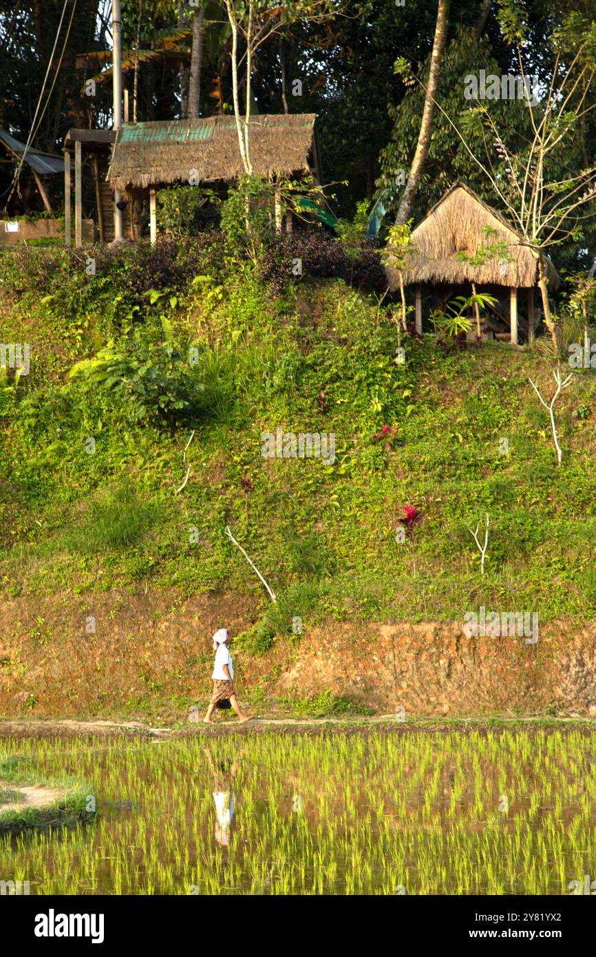 Eine Person schlendert auf einem schmalen Weg durch ein üppiges grünes Reisfeld mit einer traditionellen Strohdachhütte auf einem erhöhten Hügel im Hintergrund, Bali, Indonesien Stockfoto