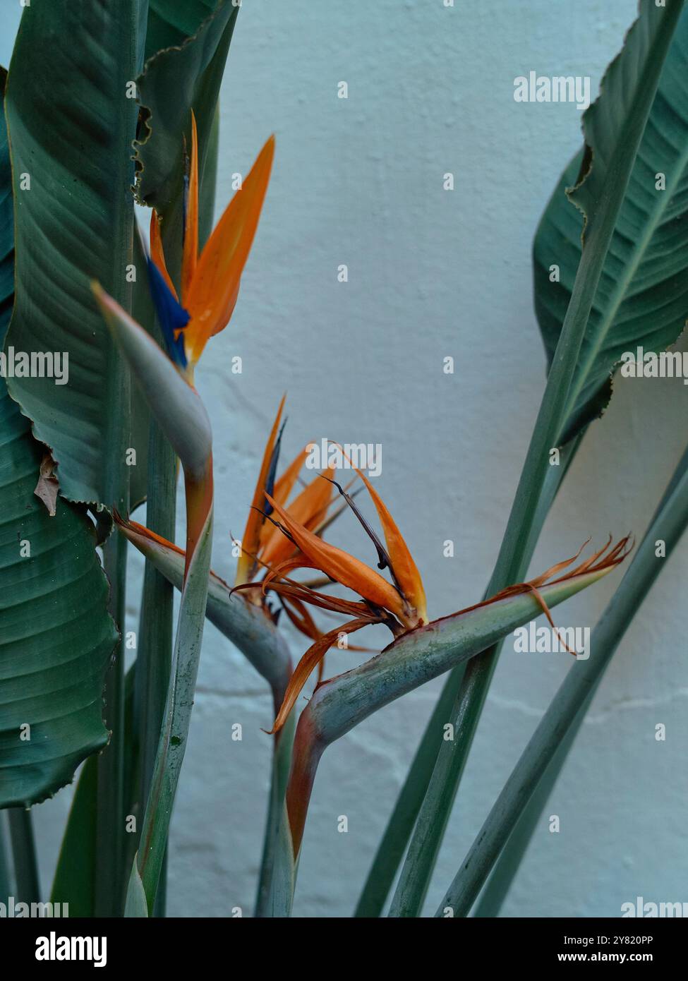 Orangener Paradiesvogel blüht inmitten großer grüner Blätter an einer weißen Wand. Stockfoto