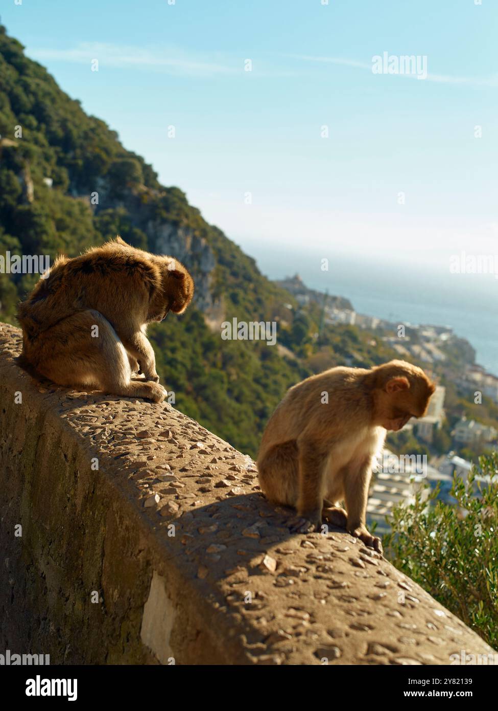 Zwei Affen sitzen an einem sonnigen Tag auf einer Steinmauer mit malerischem Küstenhintergrund. Stockfoto