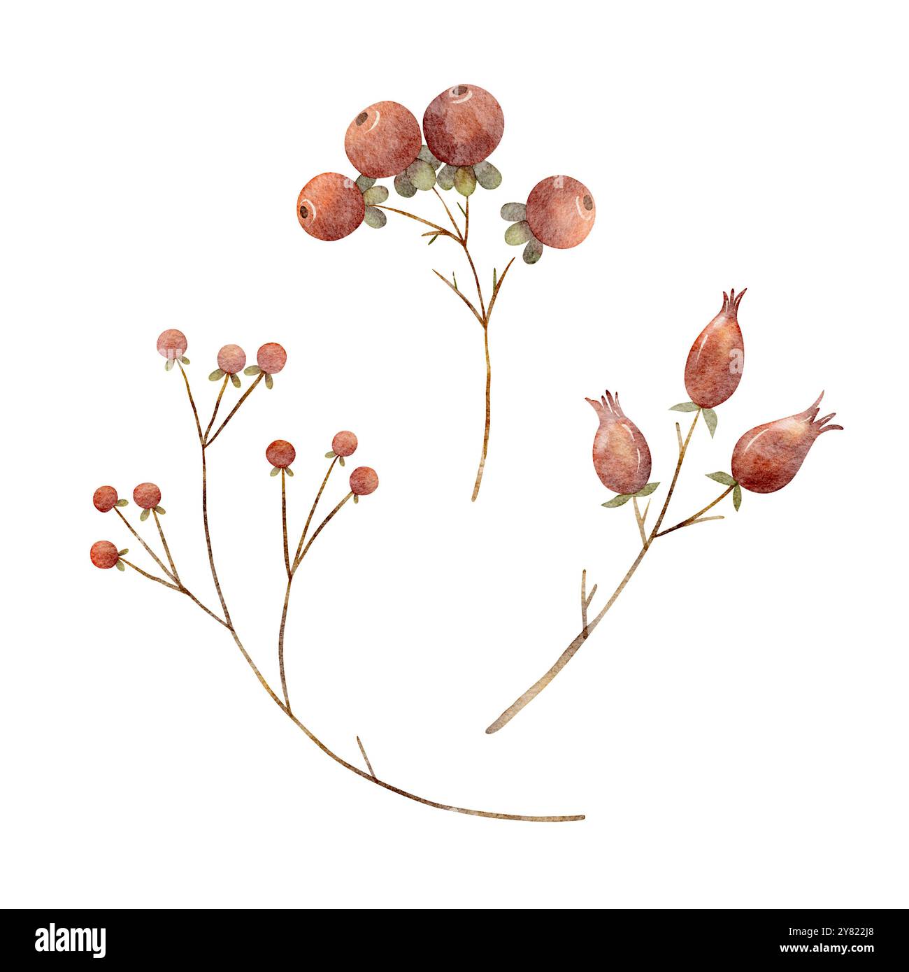 Beeren auf einem Zweig Aquarellrosen Hüften, Preiselbeeren. Weihnachtsillustration isoliert auf weißem Hintergrund. Herbst-ClipArt zum Gestalten von Postkarten Stockfoto