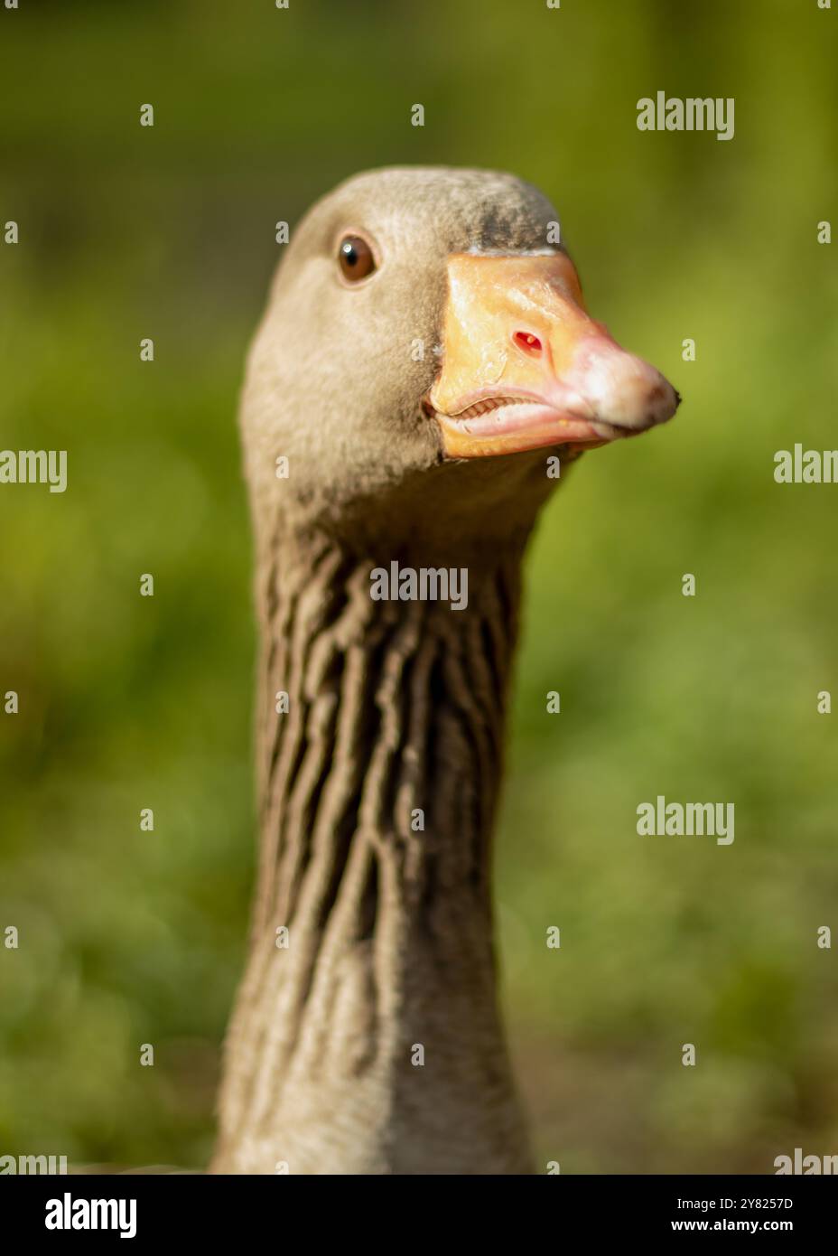 Ausgewachsene Graubeingänse aus nächster Nähe, die die Kamera von der Seite aus betrachten Stockfoto