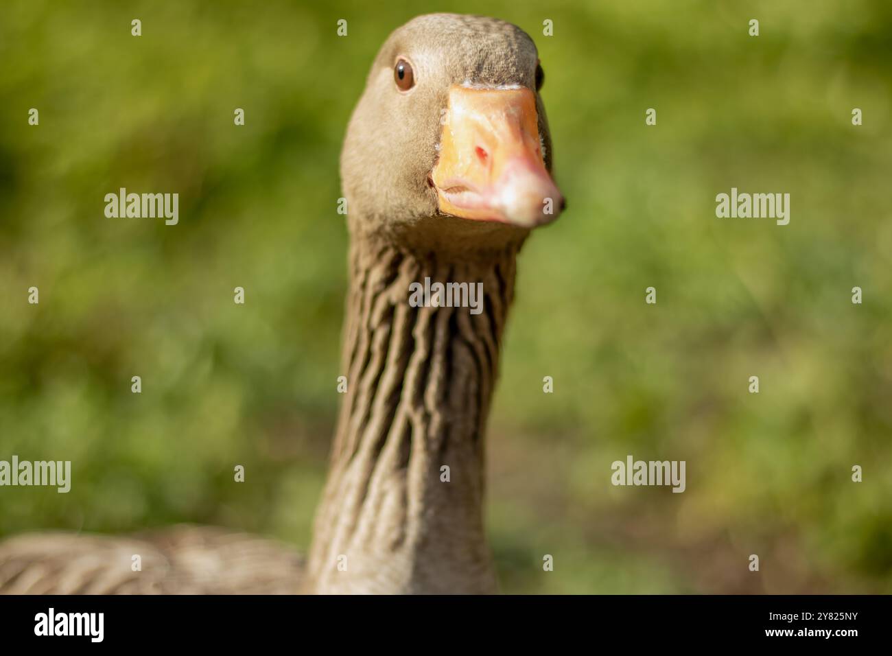 Erwachsene Graubeingänse aus nächster Nähe, die von vorne in die Kamera schauen Stockfoto