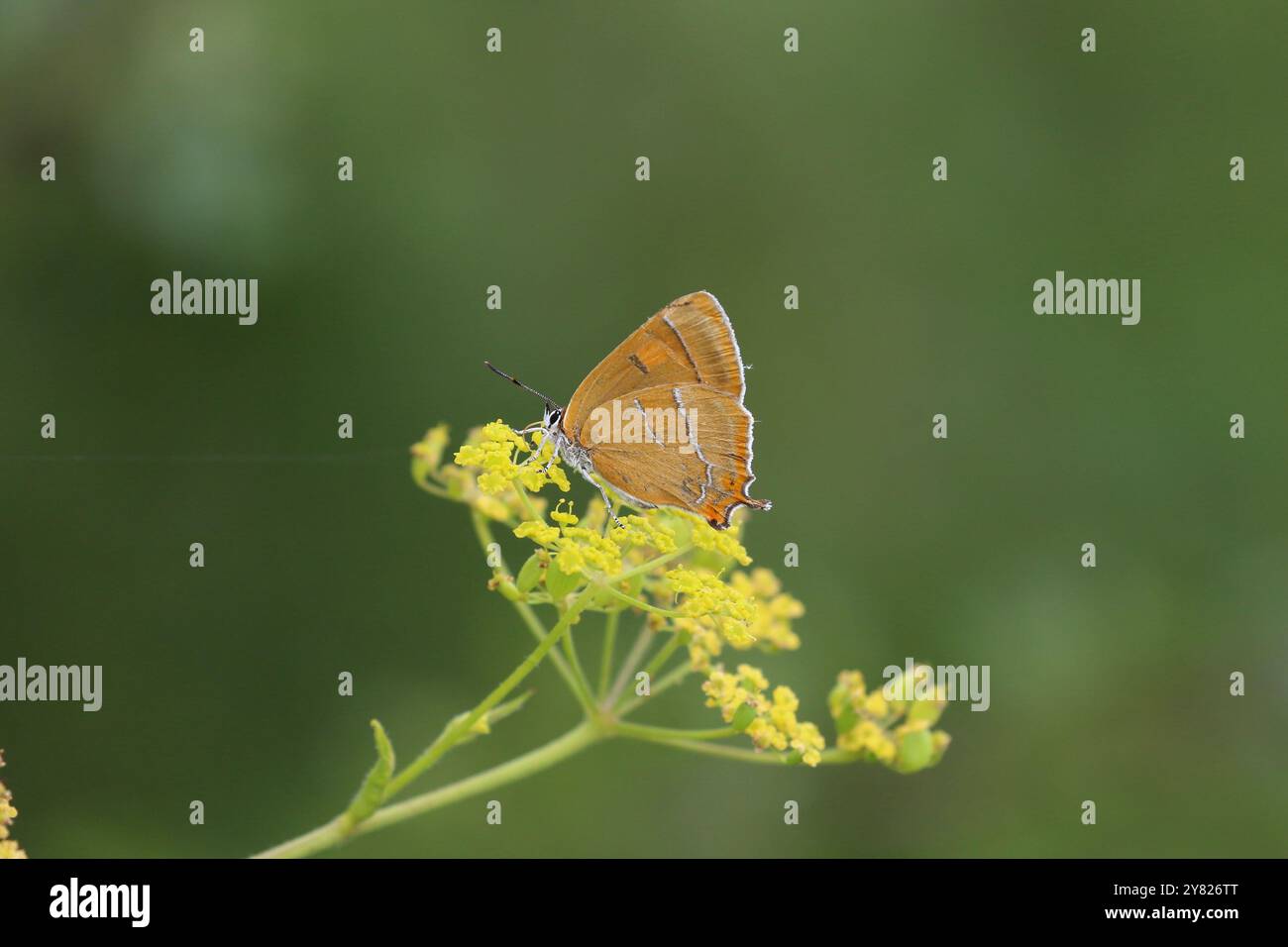 Brauner Hairstreak Schmetterling männlich - Thecla betulae Stockfoto