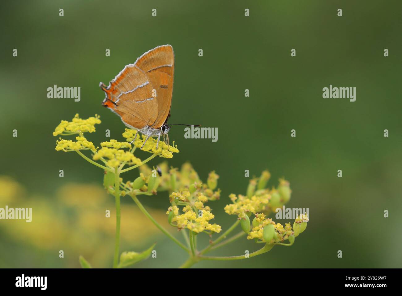 Brauner Hairstreak Schmetterling - Thecla betulae Stockfoto