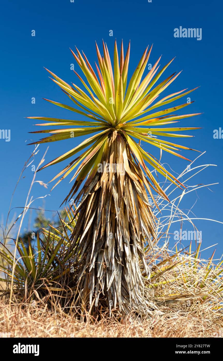 Scharfe, spitze Blätter von Yucca gloriosa, Palmenlilie auf den Bergen von Himachal Pradesh, Indien Stockfoto