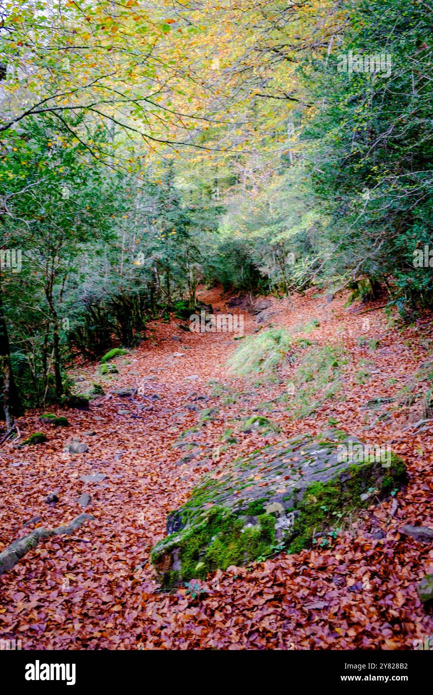 Laubblätter, Zuriza Trail, Veral River Valley, Western Täler Nature Park, Huesca, Pyrenäen Gebirge, Spanien, Europa Stockfoto