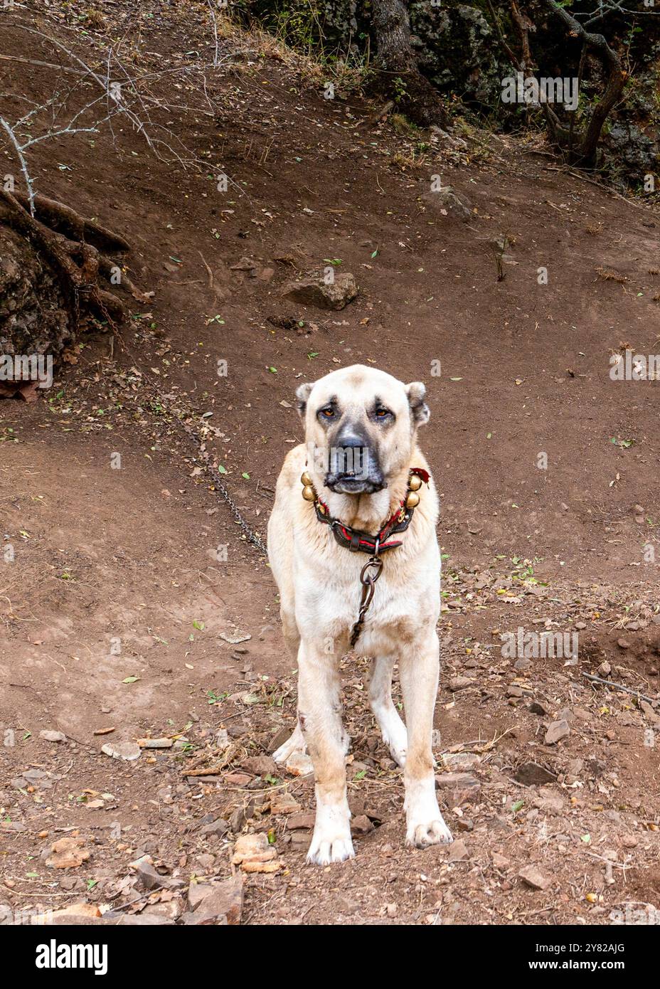 Kangal halsband -Fotos und -Bildmaterial in hoher Auflsung  Alamy