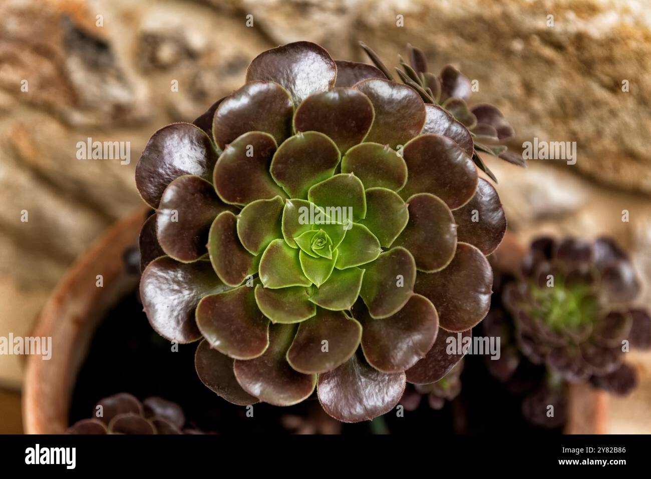 Baum houseleek oder Aeonium Stockfoto