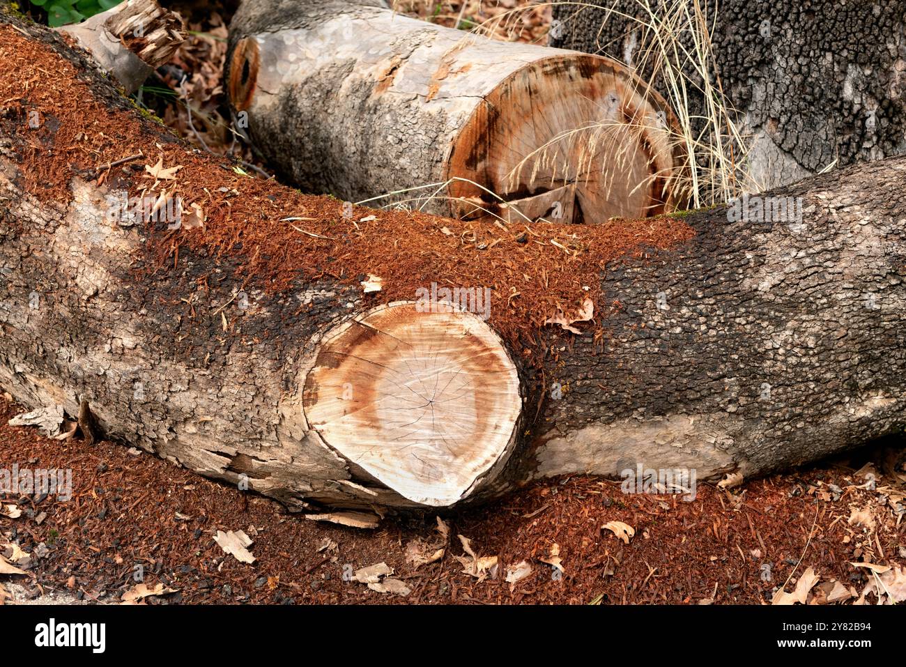Baumstamm bedeckt mit Sägemehl Stockfoto