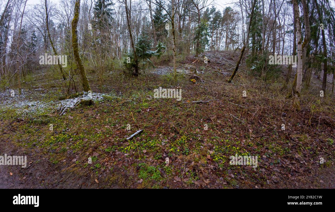 Ein Waldweg bedeckt mit gefallenen Blättern und umgeben von Bäumen im frühen Winter mit einer leichten Schneestäubung. Stockfoto