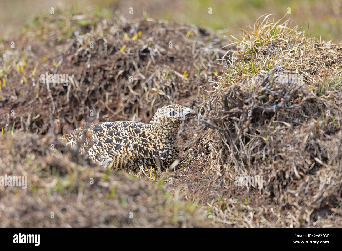 Ein weibliches Weidenschneegan (Lagopus lagopus), das sich auf dem Boden versteckt. Stockfoto