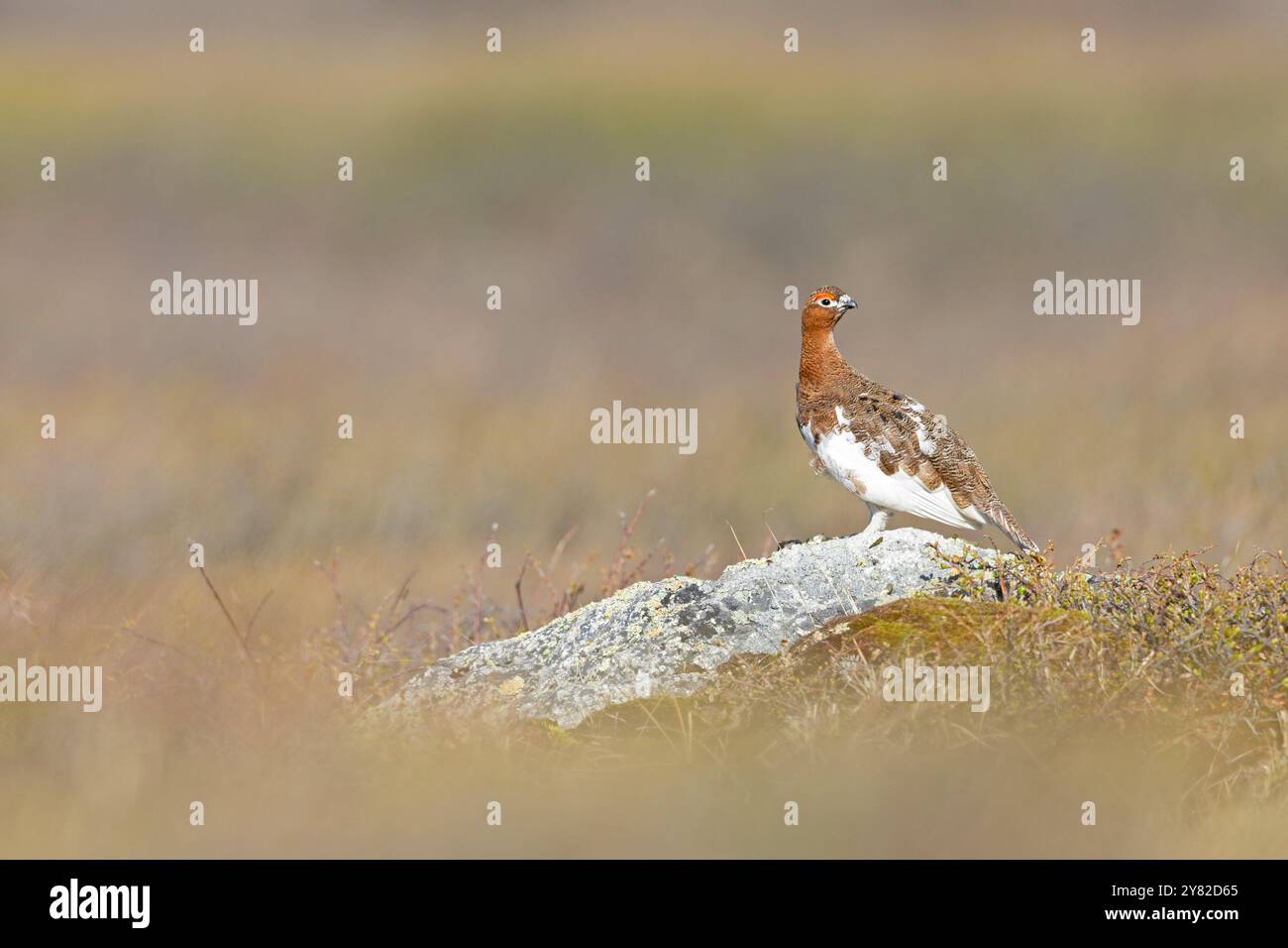 Ein männlicher Weidenscheibenschwanger (Lagopus lagopus), der auf einem Felsen thront. Stockfoto