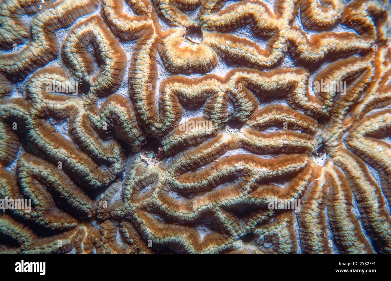 Nahaufnahme der gelappten Hirnkoralle (Lobophyllia sp., wahrscheinlich L. radians) aus Agincourt Reef, Great Barrier Reef, Australien. Stockfoto