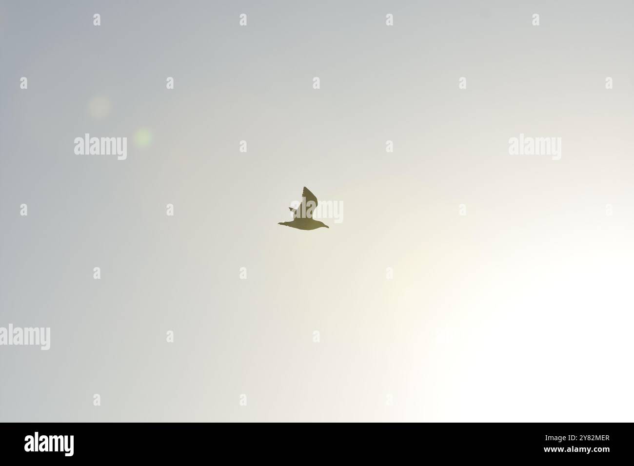 Eine California Gull fliegt bei Sonnenuntergang über Gualala Point Beach an der kalifornischen Küste. Stockfoto