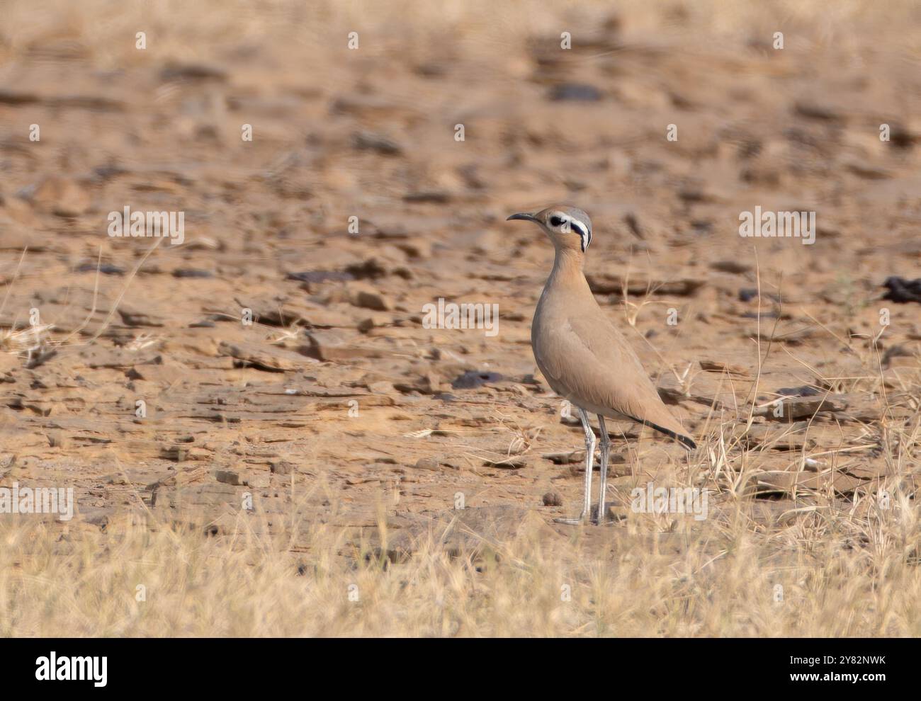 Cremefarbener Kurser (Cursorius Cursor) im Wüsten-Nationalpark in Rajasthan, Indien Stockfoto