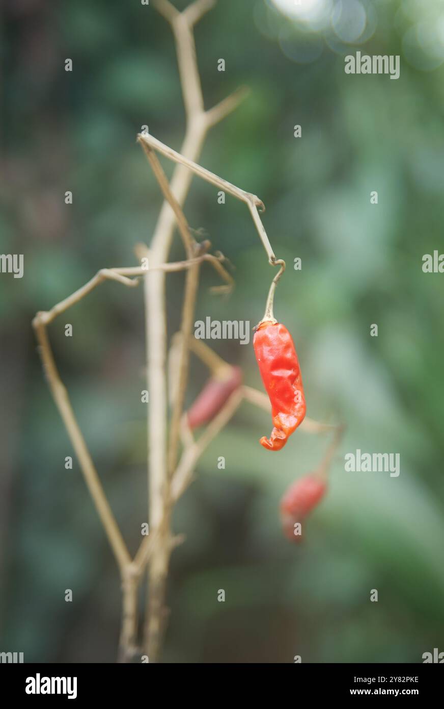 Getrocknete rote Chilischoten, die auf der Pflanze im Garten liegen, zum Kochen oder zum Sammeln von Samen für zukünftige Pflanzen, selektiver Fokus mit verschwommenem Hintergrund Stockfoto