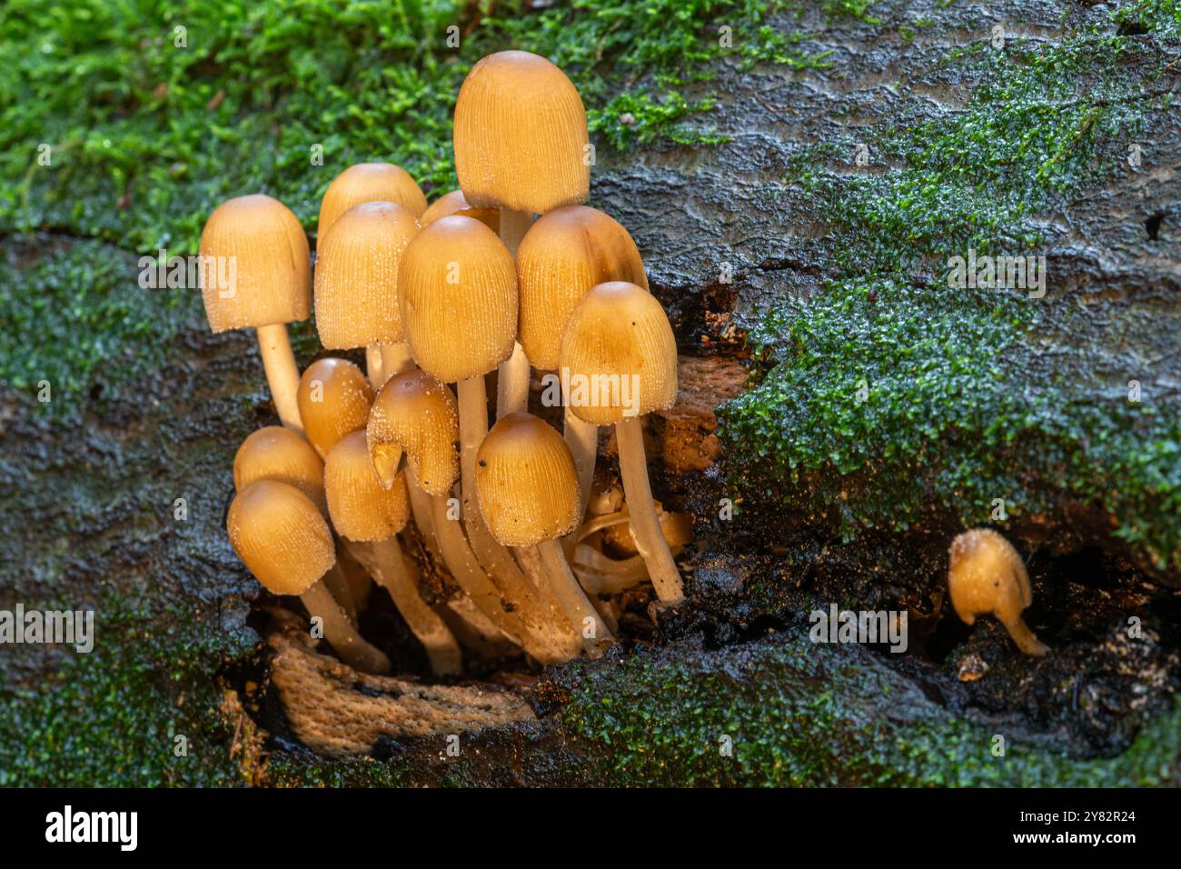 Verklumpung glitzernder Tintenkappenpilze Coprinellus micaceus auf verrottendem Baumstamm im Wald im Herbst, England Großbritannien. Pilz, Natur, Toadstoole Stockfoto