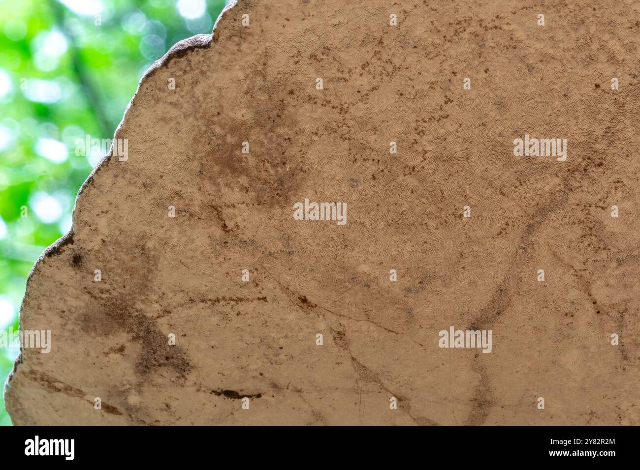 Unterseite eines Klammerpilzes oder Polyporen mit den Poren, britischer Wald im Herbst Stockfoto