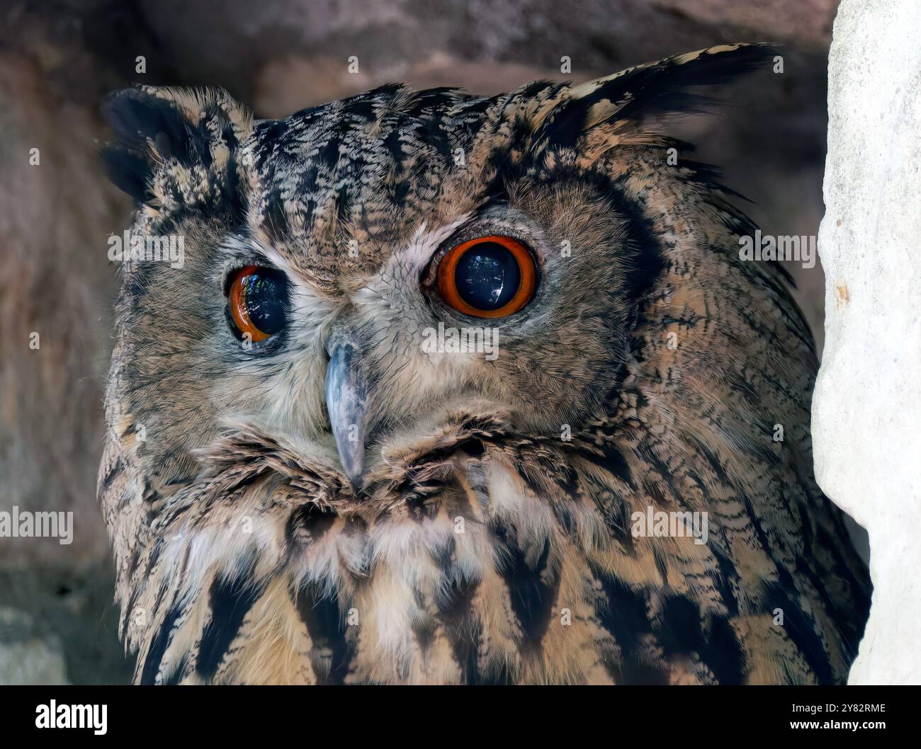 Eurasischer Uhu, Europäischer Uhu, koreanischer Uhu, Uhu, Hibou-Großduc, Bubo Bubo tenuipes, Koreai uhu Stockfoto