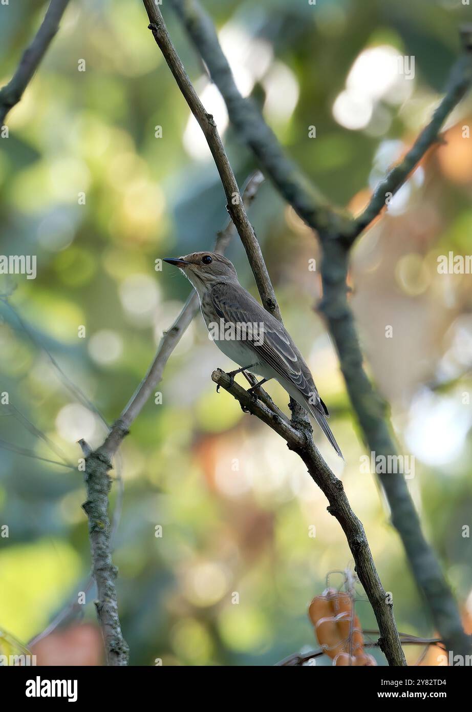 Gefleckter Fliegenfänger, Grauschnäpper, Gobemouche gris, Muscicapa striata, szürke légykapó, Budapest, Ungarn, Magyarország, Europa Stockfoto