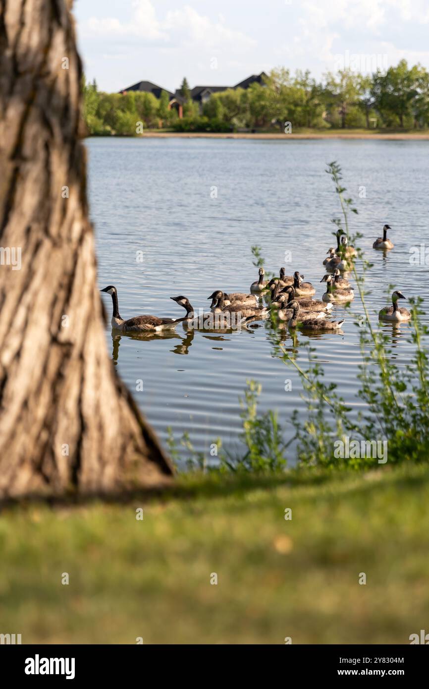 Eine Gruppe kanadischer Gänse schwimmt während des Hochsommers anmutig über einem ruhigen See von Alberta, umgeben von der natürlichen Schönheit üppiger Vegetation. Stockfoto