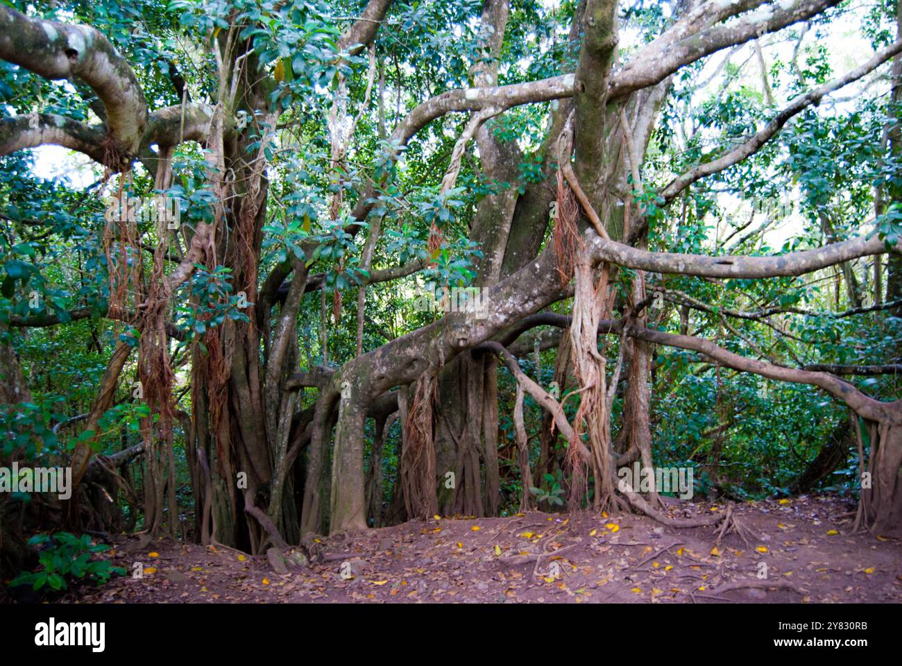 Banyan Tree auf Maui, Hawaii Stockfoto