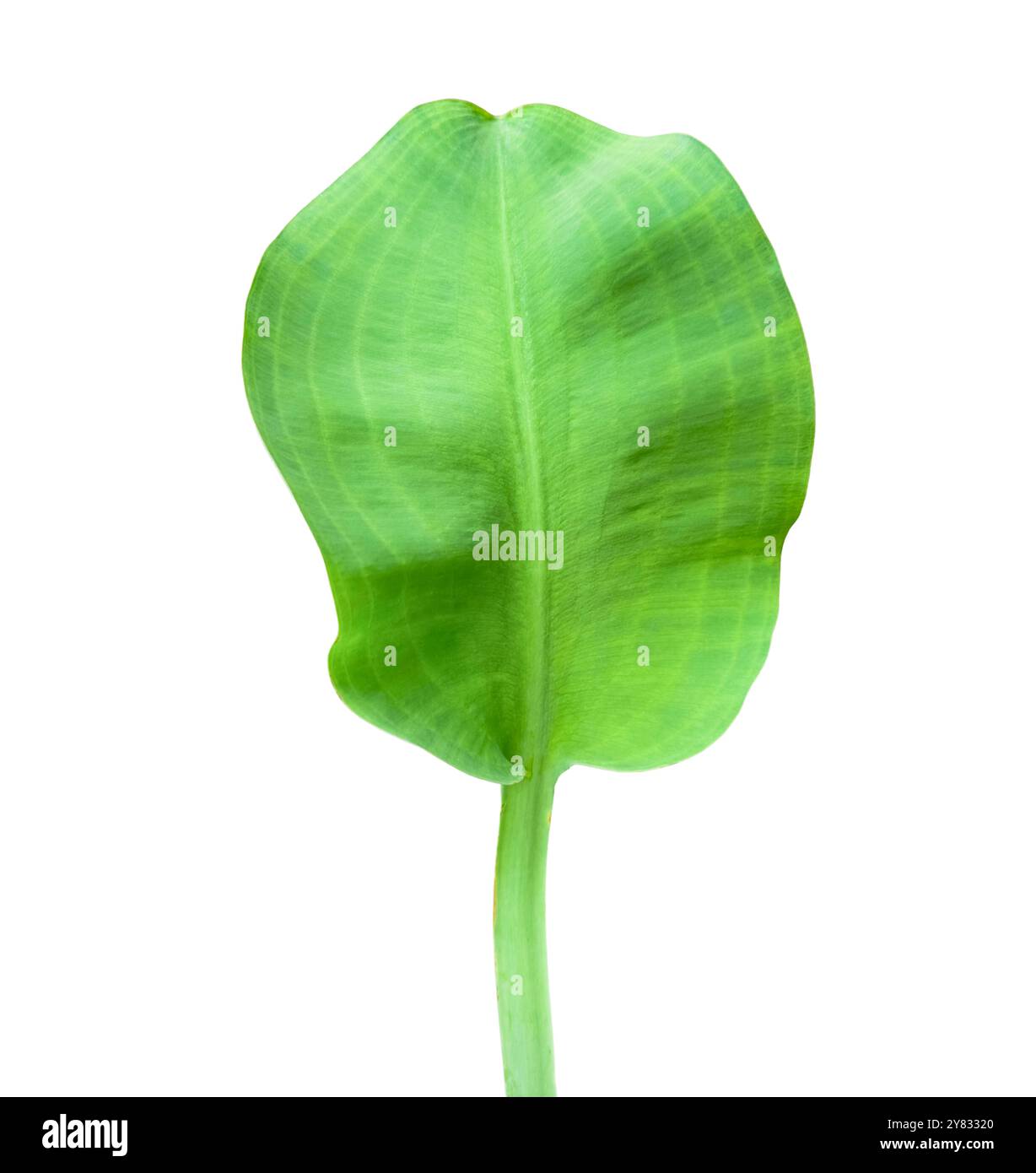 Aus Limnocharis-Flava-Blatt mit präzisen Schnittpfaden auf weißem Hintergrund ausschneiden. Die lebendige, grüne Wasserpflanze mit zartem Blatt ist geeignet für Stockfoto